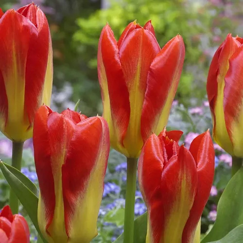 Korai Tulipán -  Candela Festival