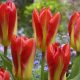 Korai Tulipán -  Candela Festival