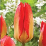 Korai Tulipán -  Candela Festival