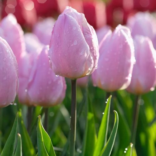 Korai tulipán - Candy Prince, pasztell lilla korai tulipán