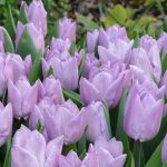 Korai tulipán - Candy Prince