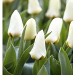 Korai tulipán - Concerto