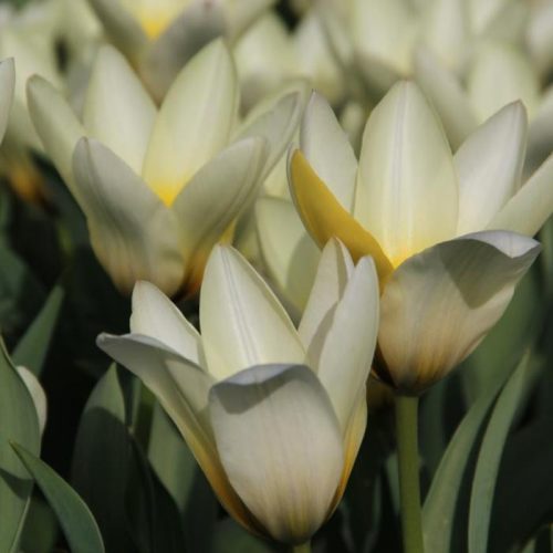 Korai tulipán - Concerto