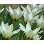 Korai tulipán - Concerto