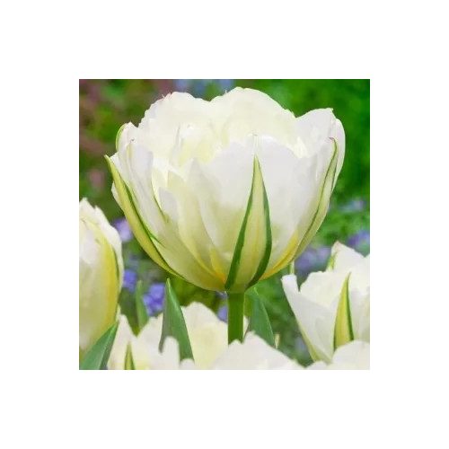Korai tulipán - Exotic Emperor, dupla fehér tulipán 