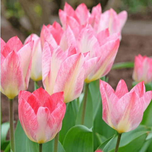 Korai Tulipán -  Flaming Purissima