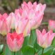 Korai Tulipán -  Flaming Purissima