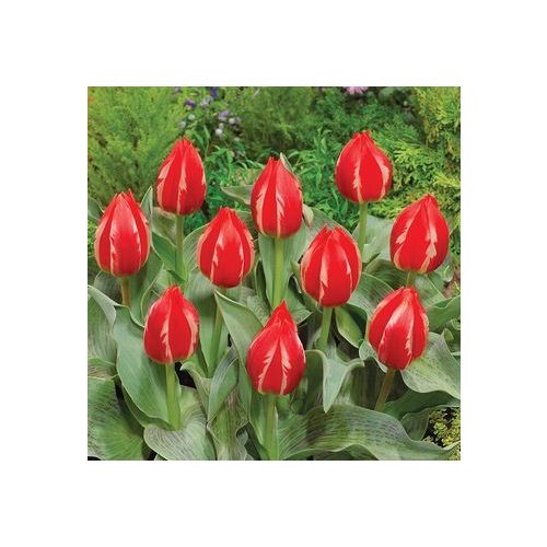 Korai tulipán - Friendly Fire