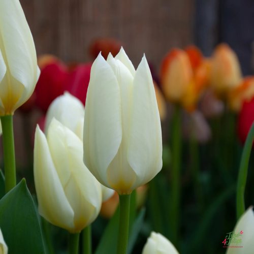 Korai Tulipán -  Purissima, fehér, sárgával mintázott nagyvirágú tulipán