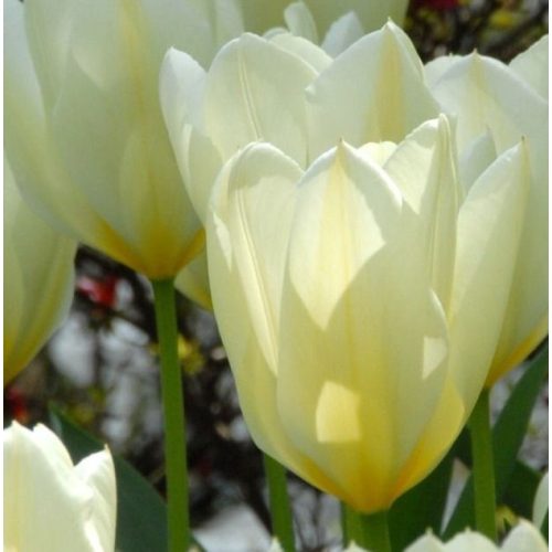 Korai Tulipán -  Purissima, fehér, sárgával mintázott nagyvirágú tulipán