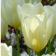 Korai Tulipán -  Purissima, fehér, sárgával mintázott nagyvirágú tulipán