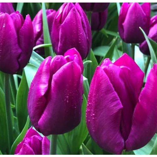 Korai tulipán - Purple Prince