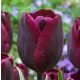 Korai tulipán - Ronaldo, vörösbor színű tulipán