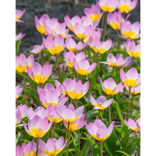 Krétai tulipán - Saxatilis