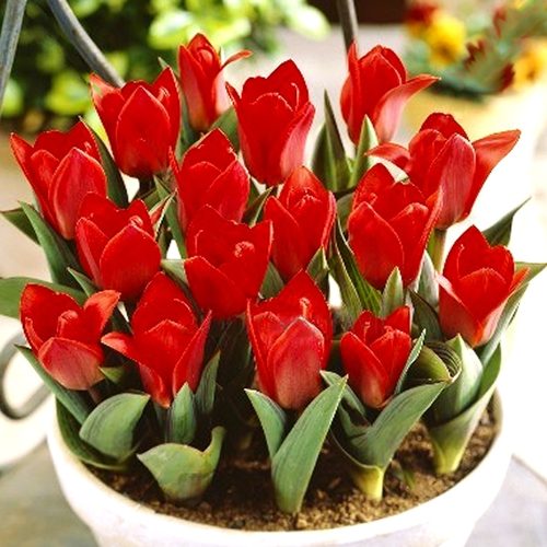 Korai tulipán - Showinner