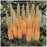 Korbácsliliom - Eremurus Cleopatra
