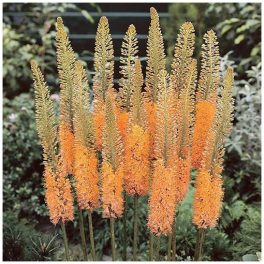 Korbácsliliom - Eremurus Cleopatra