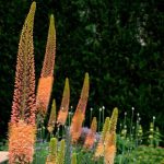 Korbácsliliom - Eremurus Cleopatra