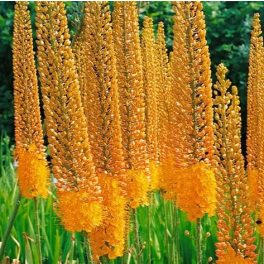 Korbácsliliom - Eremurus Pinokkio