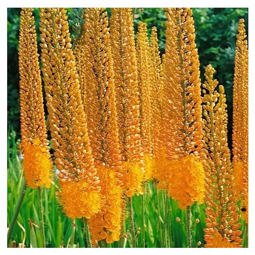 Korbácsliliom - Eremurus Pinokkio