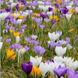 Krókusz  Mix - színkeverék