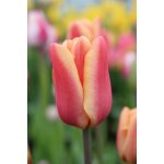 Korai tulipán - Apricot Foxx