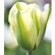 Különleges Tulipán Green Spirit