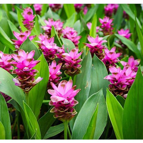 Kurkuma virág - Sziámi tulipán
