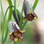 Libanoni kockásliliom