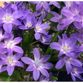 Lila hófény - Violet Beauty