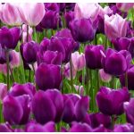 Késői tulipán - Negrita