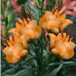 Apricot Fudge liliom 