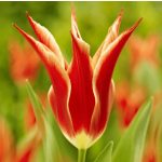 Liliomvirágú tulipán - Aladdin