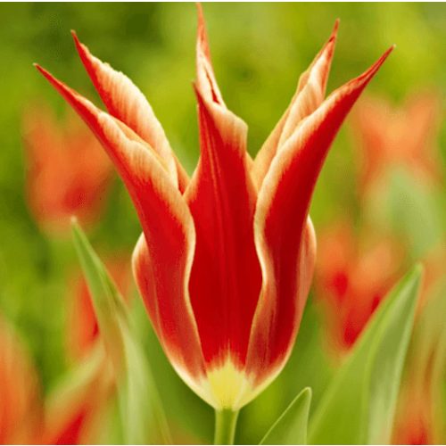 Liliomvirágú tulipán - Aladdin