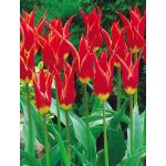 Liliomvirágú tulipán - Aladdin
