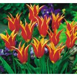 Liliomvirágú tulipán - Aladdin