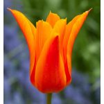 Liliomvirágú tulipán -West Point, élénksárga, elegáns tulipán