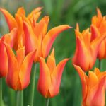 Liliomvirágú tulipán -West Point, élénksárga, elegáns tulipán