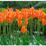 Liliomvirágú tulipán -West Point, élénksárga, elegáns tulipán