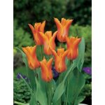 Liliomvirágú tulipán -West Point, élénksárga, elegáns tulipán