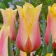 Liliomvirágú tulipán - Blushing Lady