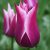 Liliomvirágú tulipán - Aladdin