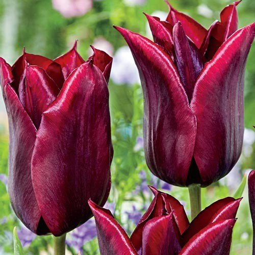 Liliomvirágú tulipán -West Point, élénksárga, elegáns tulipán