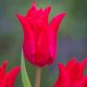Liliomvirágú tulipán - Pretty Woman