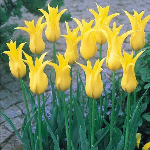 Liliomvirágú tulipán -West Point, élénksárga, elegáns tulipán