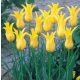 Liliomvirágú tulipán -West Point, élénksárga, elegáns tulipán