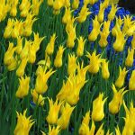 Liliomvirágú tulipán -West Point, élénksárga, elegáns tulipán