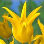 Liliomvirágú tulipán -West Point, élénksárga, elegáns tulipán