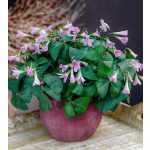 Háromszöglevelű madársóska -  'Amber' ®