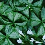 Madársóska - Oxalis triangularis 'Irish Mist' ®